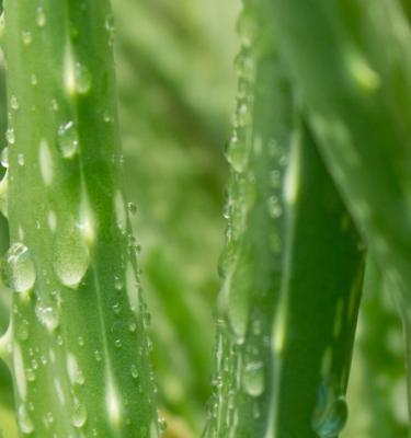 How To Grow & Care For Aloe Vera | Love The Garden